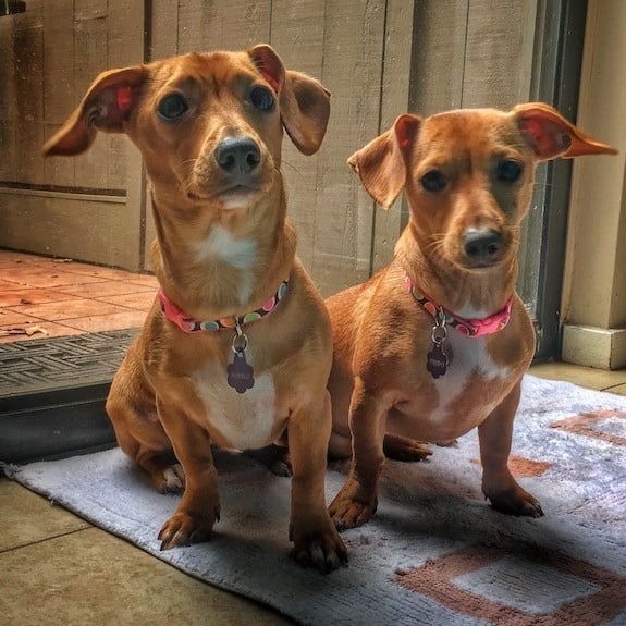 A small chiweenie standing on a paved path on a short leash, with a long body and short legs visible in profile.