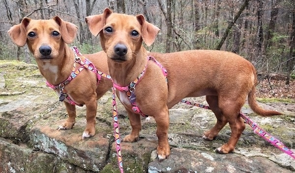 Chiweenie: What a Chihuahua-Dachshund Mix Actually Is