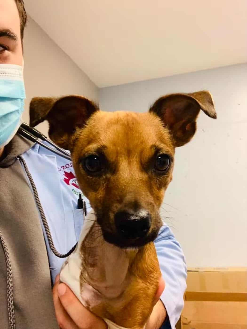 Matilda, a small chihuahua with one front leg, stands on a clinic floor at the Atlantic Veterinary College during a recovery visit.