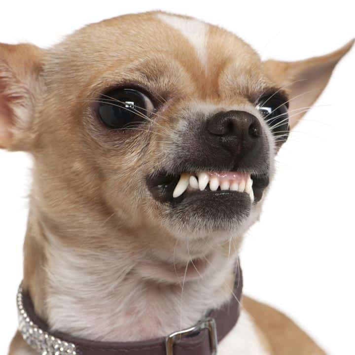 A small chihuahua puppy of the kind common in cross-border pet-transport cases across Europe.